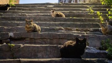 العلماء كشفوا السر.. لماذا تسقط القطط دائما على أقدامها؟ العلماء كشفوا السر.. لماذا تسقط القطط دائما على أقدامها؟