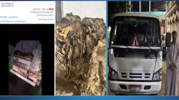 الداخلية تكشف حقيقة فيديو سيارة تنقل كلاب نافقة بمحور 26 يوليو