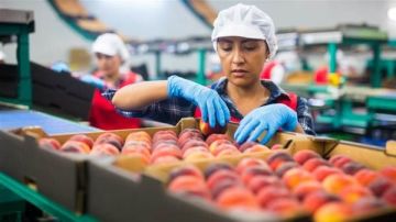 صادرات الصناعات الغذائية المصرية تتجاوز 4 مليارات دولار بنمو 8 خلال 7 أشهر صادرات الصناعات الغذائية المصرية تتجاوز 4 مليارات دولار بنمو 8 خلال 7 أشهر