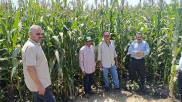 مرور ميداني لزراعة الشرقية للنهوض بالمحاصيل الصيفية بمركزي ديرب نجم والإبراهيمية