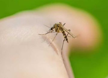  اعمليها بنفسك .. خطوات صنع طارد الحشرات في المنزل