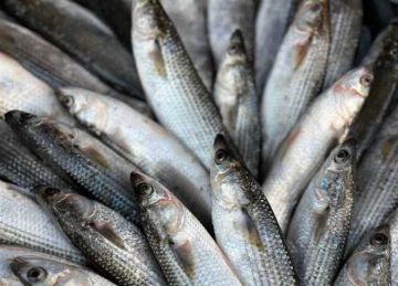 تعرف على أسعار الأسماك اليوم الخميس 28 أغسطس 2025 بمحافظة بورسعيد