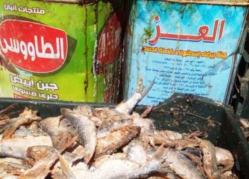 ضبط 3 أطنان فسيخ وغلق مخزنين لبيع وتخزين الأسماك المملحة في أسوان