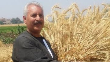 نقيب الفلاحين: 2350 جنيها لأردب القمح يسهم في زيادة المساحات المزروعة