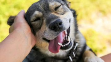 بسبب وفاة مأساوية جراء لعق كلب.. تعرف على أهم التوصيات الوقائية