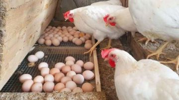 بعد الزيادة الأخيرة.. استقرار اسعار الفراخ والبيض اليوم