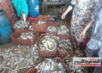  تموين كفر الشيخ تضبط 5 أطنان أسماك فاسدة قبل تصنيعها فسيخ بمدينة فوه