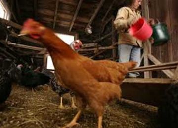 سعر كيلو الفراخ وكرتونة البيض بالأسواق اليوم الخميس 14 أغسطس 2025