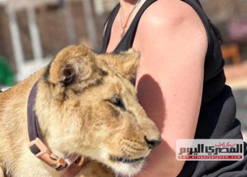 القصة الكاملة لضبط أشبال أسود في مخيمات السفاري بالغردقة