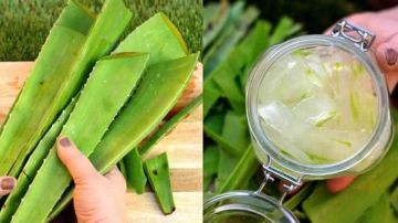 غني بفيتامين سي ومضادات الأكسدة.. ماذا يحدث للجسم عند تناول عصير الصبار غني بفيتامين سي ومضادات الأكسدة.. ماذا يحدث للجسم عند تناول عصير الصبار