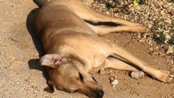 احذر.. الحبس مع الشغل سنة عقوبة سم الحيوانات طبقا للقانون احذر.. الحبس مع الشغل سنة عقوبة سم الحيوانات طبقا للقانون