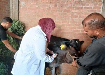 استمرار فعاليات الحملة القومية للتحصين ضد فيروس SAT-1 لحماية الثروة الحيوانية باسيوط استمرار فعاليات الحملة القومية للتحصين ضد فيروس SAT-1 لحماية الثروة الحيوانية باسيوط