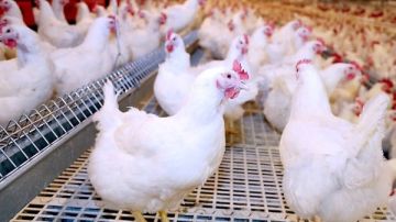 الفراخ الحمراء انخفضت.. مفاجأة فى أسعار الدواجن والبيض بالأسواق اليوم الفراخ الحمراء انخفضت.. مفاجأة فى أسعار الدواجن والبيض بالأسواق اليوم