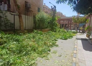 بعد واقعة التقليم الجائر للأشجار .. تغريم فندق سياحي في أسوان