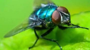 مزعج جدا.. وصفات طبيعية للتخلص من الذباب