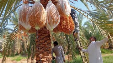 بحوث الصحراء ينظم دورة تدريبية لتحسين جودة التمور في سيوة بحوث الصحراء ينظم دورة تدريبية لتحسين جودة التمور في سيوة