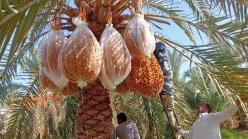 بحوث الصحراء ينظم دورة تدريبية لتحسين جودة التمور بسيوة بحوث الصحراء ينظم دورة تدريبية لتحسين جودة التمور بسيوة