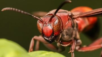 دبور صغير يكشف سرا كبيرا.. هل اقترب العلماء من إبطاء الشيخوخة؟