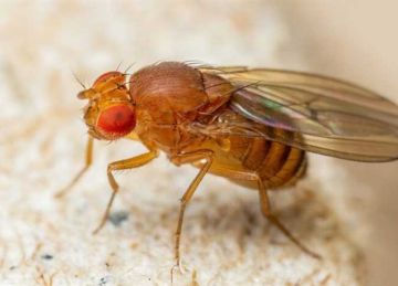  طير أنت بـ قشر الخيار والعملات المعدنية.. طريقة لطرد الذباب من منزلك نهائيا