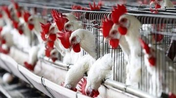 بعد انخفاض الفراخ الحمراء .. مفاجأة في أسعار الدواجن والبانيه اليوم بعد انخفاض الفراخ الحمراء .. مفاجأة في أسعار الدواجن والبانيه اليوم