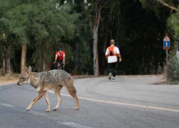 تهديد قاتل ووقاية مضمونة.. كل ما تريد معرفته عن داء الكلب وطرق انتقاله للإنسان