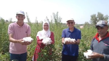 أرض الفيروز على خطة التنمية الزراعية.. نجاح أول تجربة لزراعة القطن في الصحراء