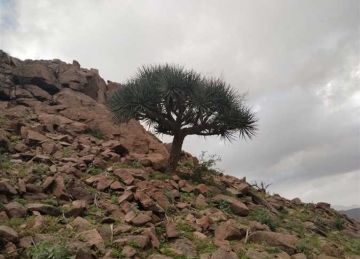 التنقيب عن الذهب بجبل علبة في البحر الأحمر.. مد أجل الحكم على 27 متهما لحيازتهم السيانيد والزئبق 