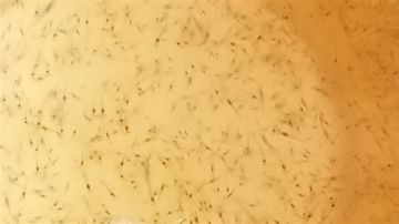 جهاز حماية وتنمية البحيرات يطلق الدفعة الثالثة من يرقات الجمبري في بحيرة قارون