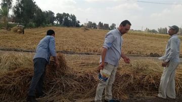 جهود حكومية استعدادا لمواجهة حرق قش الأرز في محافظات مصر