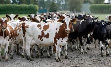 وزير مصري: 10 مليارات جنيه لتمويلات مشروع البتلو حتى الآن