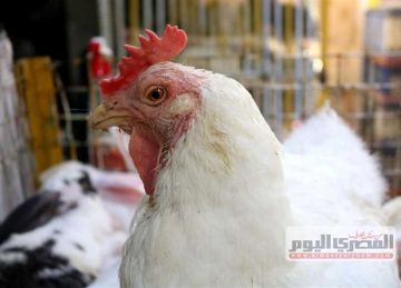 بعد زيادة سعر الفراخ البيضاء.. أسعار الدواجن اليوم الأحد 24-8-2025 للمستهلك