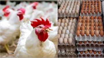أسعار الفراخ اليوم وكرتونة البيض .. كيلو البانيه بكام؟
