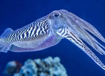  قلب واحد مش كفاية .. 5 حيوانات تمتلك أكثر من قلب اعرف السبب!