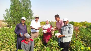 لاول مرة.. جني محصول القطن طويل التيلة بجنوب سيناء وسط فرحة المزارعين لاول مرة.. جني محصول القطن طويل التيلة بجنوب سيناء وسط فرحة المزارعين