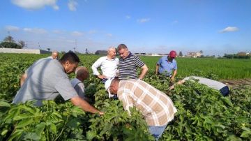 الزراعة: تأهيل صوبتين لإنتاج المفترس الأكاروسي وتجهيز معمل الترايكوجراما بالشرقية