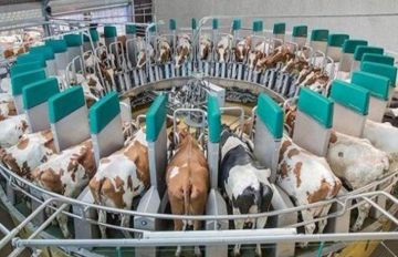 التخطيط: زيادة الثروة الحيوانية بمعدل مليون رأس خلال العام المالي الجاري التخطيط: زيادة الثروة الحيوانية بمعدل مليون رأس خلال العام المالي الجاري