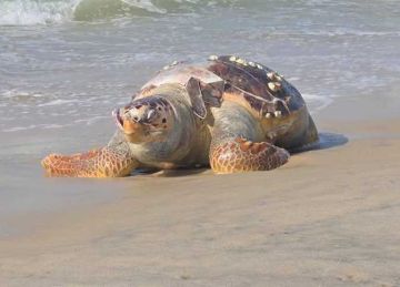 العثور على سلحفاة نافقة بشاطئ العريش في شمال سيناء العثور على سلحفاة نافقة بشاطئ العريش في شمال سيناء