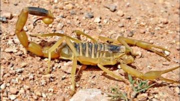 بسبب الحر .. العقارب تلدغ صغيرين بواحة الفرافرة في الوادي الجديد