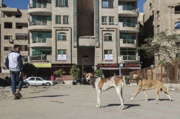 عدوان على سيادة القانون .. النيابة المصرية تصدر بيانا يجرم إيذاء الحيوانات  عدوان على سيادة القانون .. النيابة المصرية تصدر بيانا يجرم إيذاء الحيوانات