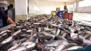 بيان من الزراعة بشأن أسباب نفوق الأسماك في مزارع بحيرة المنزلة