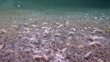 في أعماق المحيط.. اكتشاف نظام بيئي غامض يعيش بدون الشمس في أعماق المحيط.. اكتشاف نظام بيئي غامض يعيش بدون الشمس