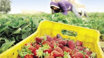 رئيس البحوث الزراعية: نسعي لتعزيز سلامة وجودة الصادرات المصرية