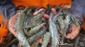 نشرة المرأة والمنوعات الجلوتين والخبز الأبيض الوجه الخفي المهدد لصحتك..تحذبر في أمريكا بسبب جمبري ملوث بمادة مشعة خطيرة