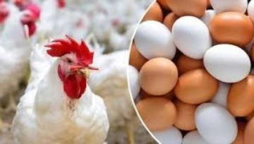 شعبة الدواجن: انخفاض الأسعار لم يصل للمستهلك بسبب الحلقات الوسيطة