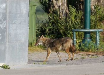 هل يمكن أن تنتقل عدوى داء الكلب من لعاب حيوان أليف إليك؟ اللقاح هو الحل هل يمكن أن تنتقل عدوى داء الكلب من لعاب حيوان أليف إليك؟ اللقاح هو الحل