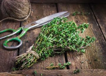 يقلل خطر إصابتك بالأمراض المزمنة.. 6 أسباب تدفعك إلى إدخال الزعتر في طعامك