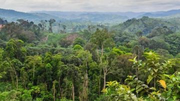 تهديد للمناخ.. تراجع قدرة الغابات الأوروبية على امتصاص الكربون تفاصيل