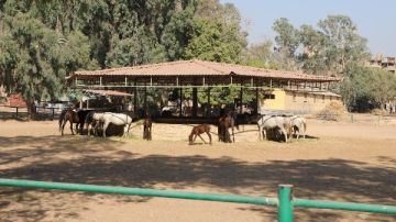 للحفاظ على سلالات نادرة نكشف تفاصيل محطة الزهراء للخيول