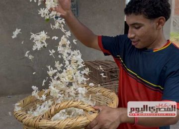 يصنع منها أجود العطور.. زهور الياسمين تسبق مو صلاح إلي أوروبا (كلمة السر نجريج)