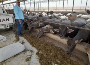 حملة بيطرية لتحصين الماشية والأغنام بمزارع الظهير الصحراوي الغربي في المنيا